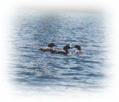 Loons on the Lake.jpg (19985 bytes)