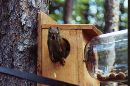 squirrel.TIF (359320 bytes)